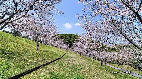 清武総合運動公園の桜