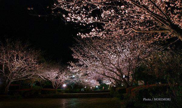 宮崎市　久峰総合公園の夜桜