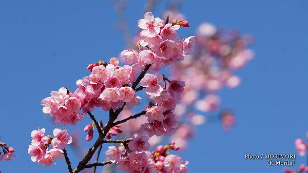 日本一の早咲き桜(日南寒咲一号)