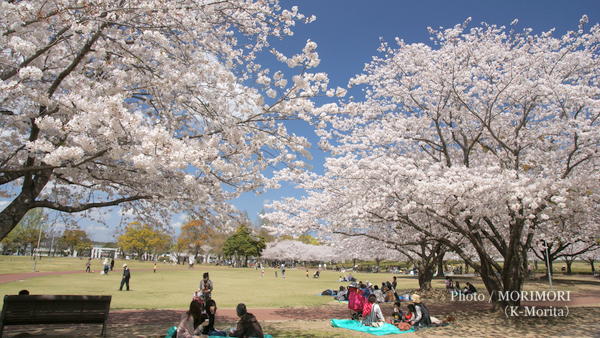 宮崎県総合文化公園の桜