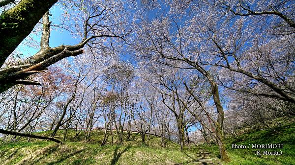 日南市　花立公園の桜　2019