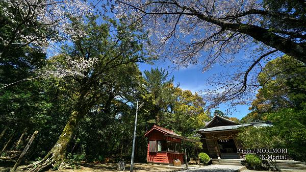江田神社と桜