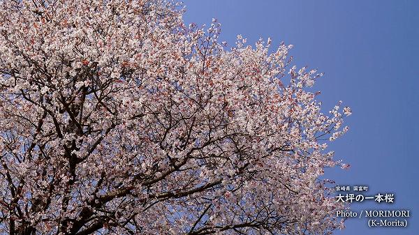 大坪の一本桜（宮崎県 国富町）
