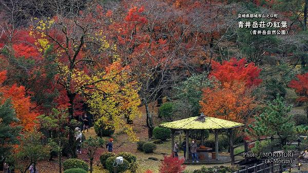 青井岳温泉の紅葉（2020年11月18日撮影）