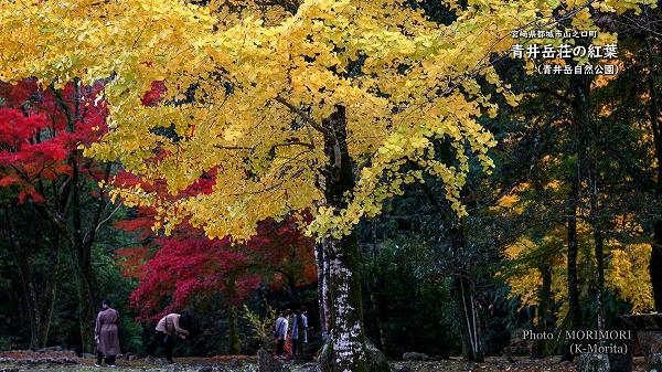 青井岳温泉の紅葉（2020年11月18日撮影）