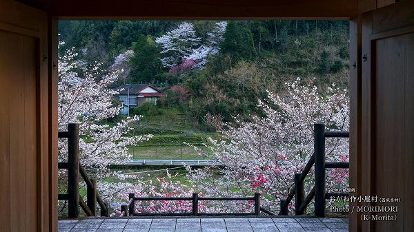 西米良村　おがわ作小屋村 の桜とハナモモ　小川民俗資料館前の門から