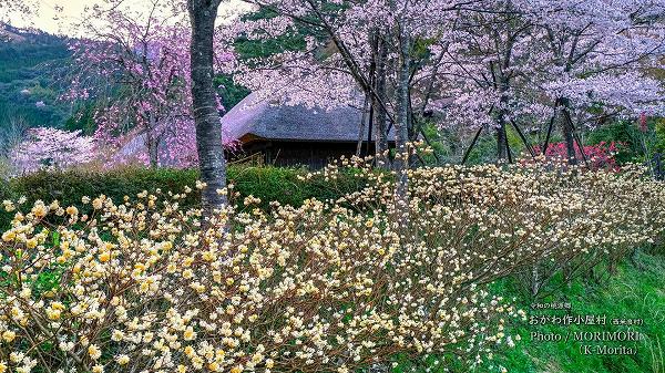 西米良村　おがわ作小屋村 の桜とミツマタ