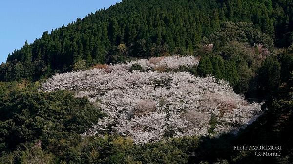 西米良村　越野尾の斜面の桜