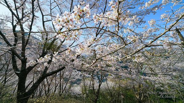 西米良村　越野尾の斜面の桜