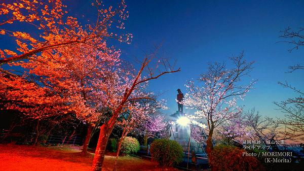 桜が「内藤政挙公」の銅像を囲むように咲いている（ライトアップ）