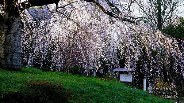 浄専寺のシダレ桜
