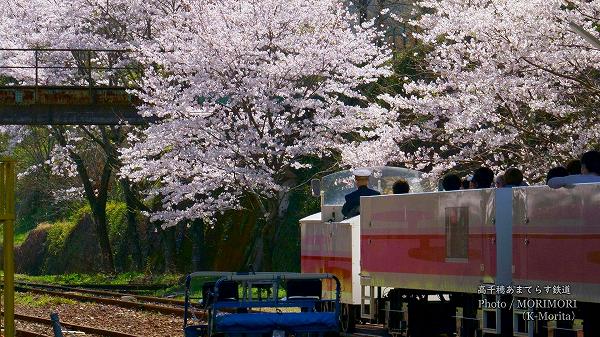 高千穂あまてらす鉄道 桜満開
