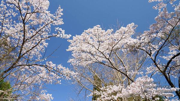 天岩戸駅付近の桜