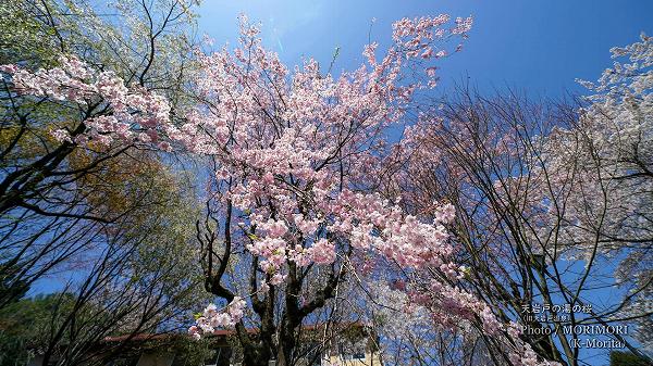 天岩戸の湯の桜　満開