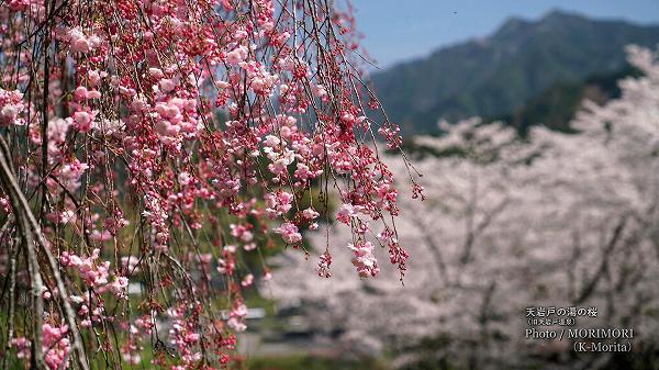 天岩戸の湯の桜　満開