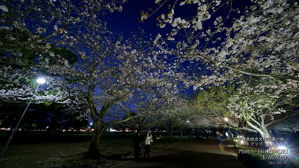 宮崎県総合文化公園の夜桜ライトアップ