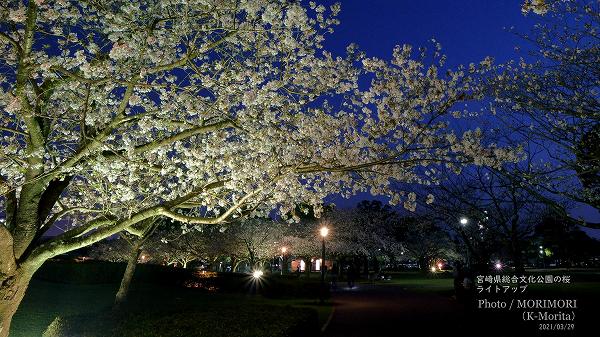 宮崎県総合文化公園の夜桜ライトアップ