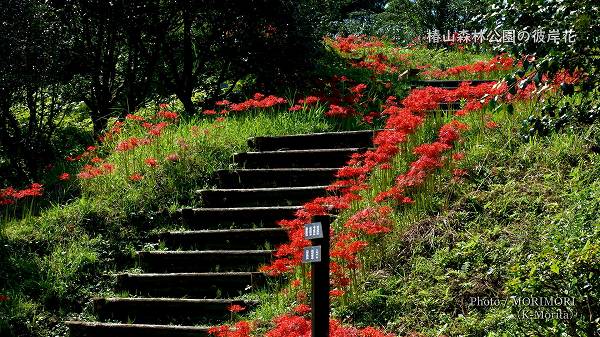 椿山森林公園　展望台付近の彼岸花