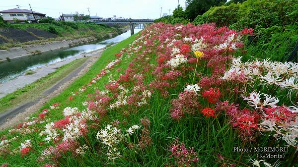 大谷川沿い堤防に咲く　彼岸花