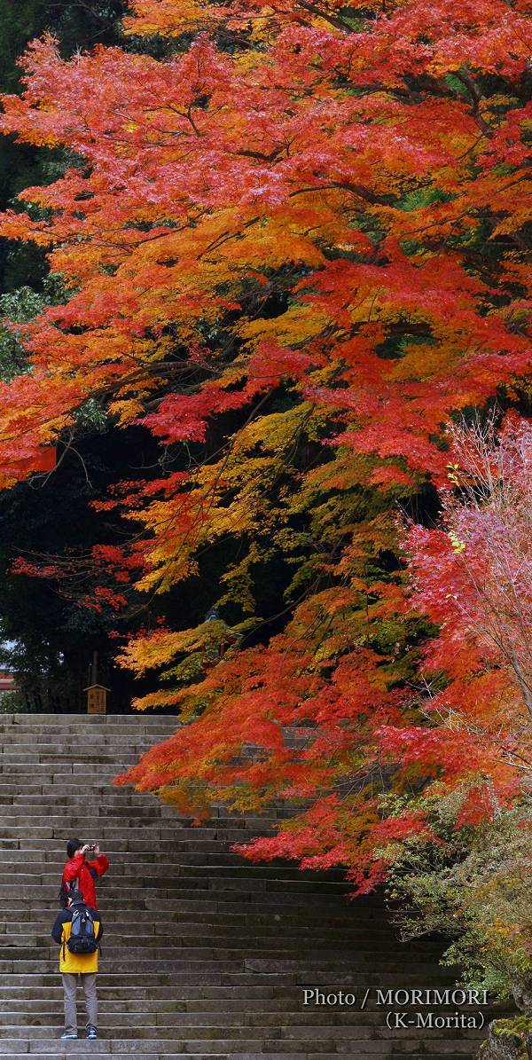 霧島神宮の紅葉
