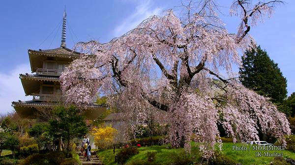 浄専寺のしだれ桜 満開（2008/4/11）