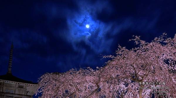 浄専寺のしだれ桜 ライトアップ（2013/3/25）