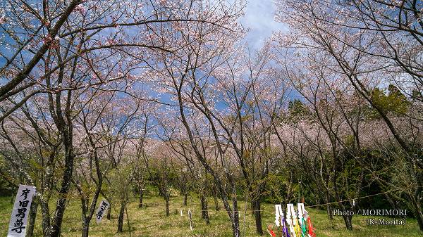 見頃も終わり気味　花立公園の桜（2022/4/3）
