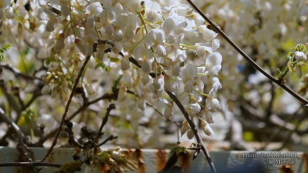 宮崎神宮 天然記念物 オオシラフジの花