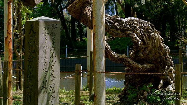 宮崎神宮 天然記念物 オオシラフジの幹