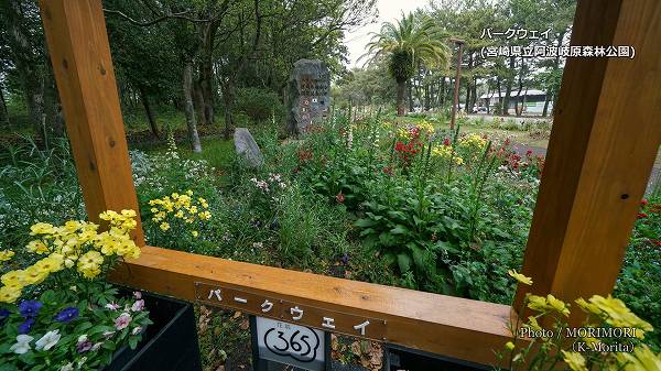 花旅365・春の一ツ葉神話と花めぐり 県立阿波岐原森林公園パークウェイ サミット記念碑近く