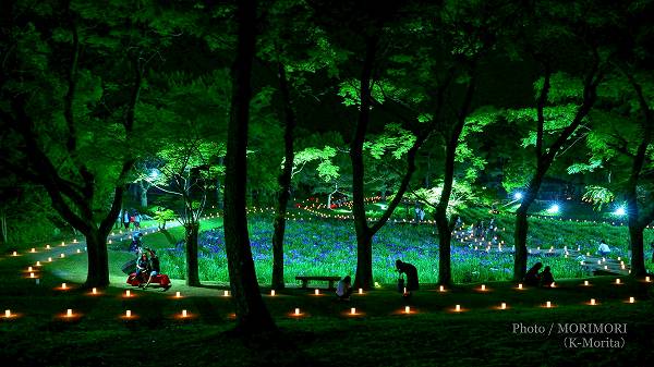 宮崎市 市民の森　はなしょうぶライトアップ・キャンドルナイト