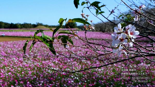 コスモスと桜　季節外れの桜(ソメイヨシノ)がポツポツ咲いていた（台風影響？）