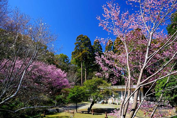 平和台公園の陽光桜（ヨウコウザクラ）