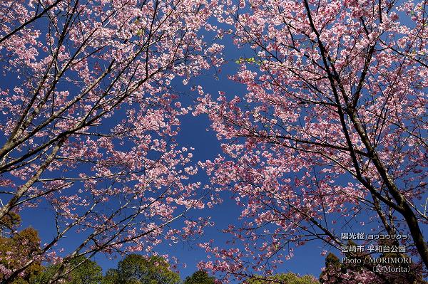 平和台公園の陽光桜（ヨウコウザクラ）