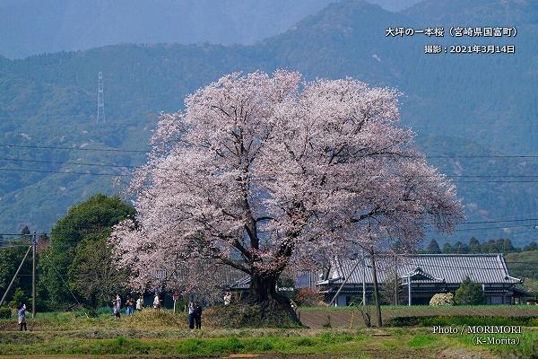 大坪の一本桜（宮崎県国富町）2021年撮影