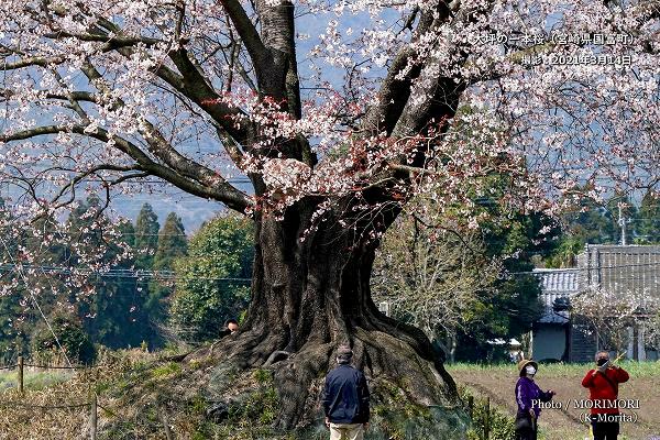 大坪の一本桜（宮崎県国富町）2021年撮影