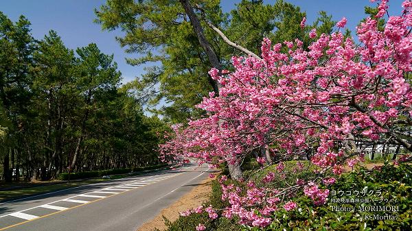 阿波岐原森林公園パークウエイに咲く陽光桜（ヨウコウザクラ）
