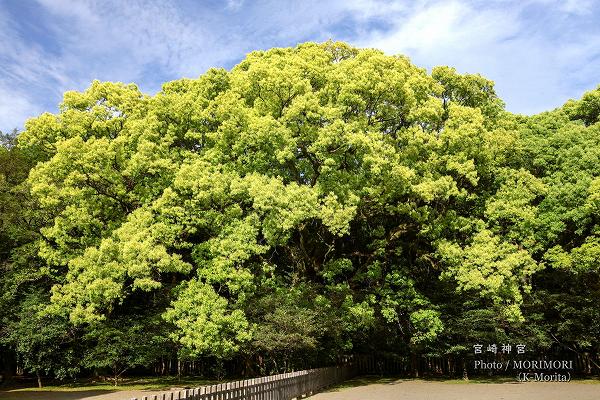 宮崎神宮の新緑（クスの木）