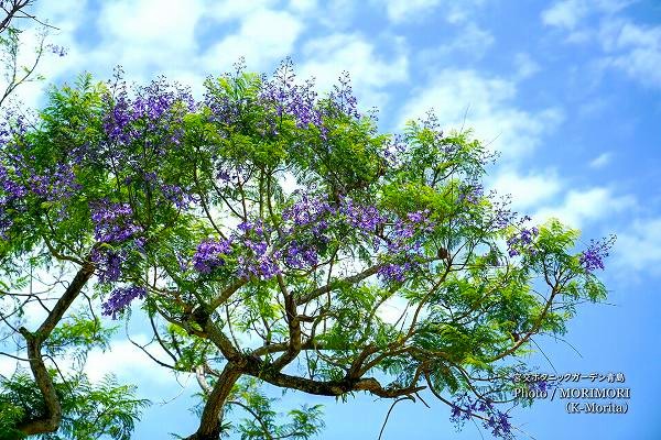 日本で一番古いとされるジャカランダの大木の花
