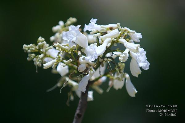 白花のジャカランダ